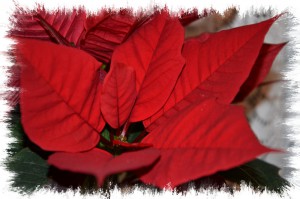 Weihnachtsstern